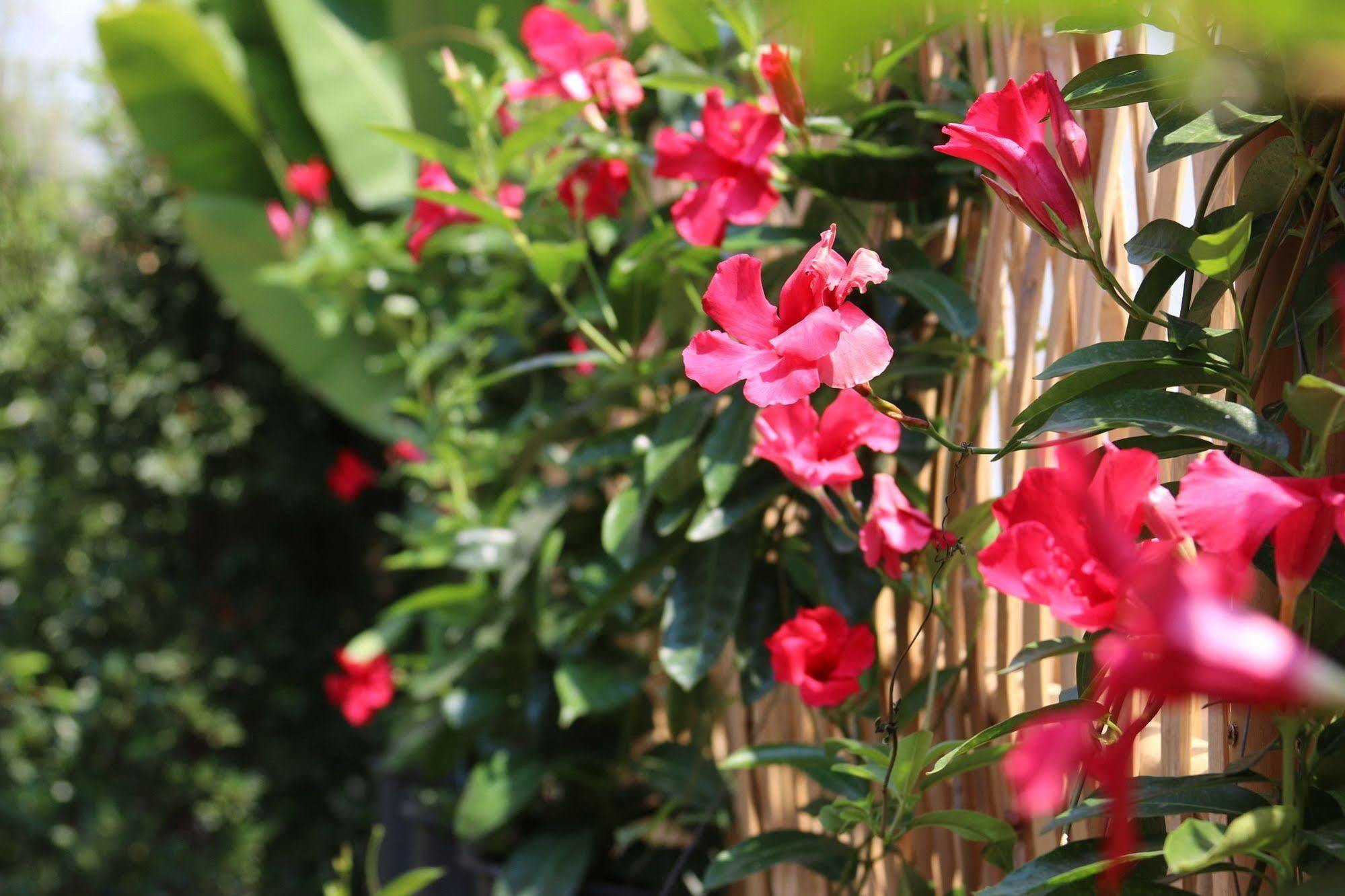 Joyful Thai Boutique Hotel Chiang Mai Exterior foto